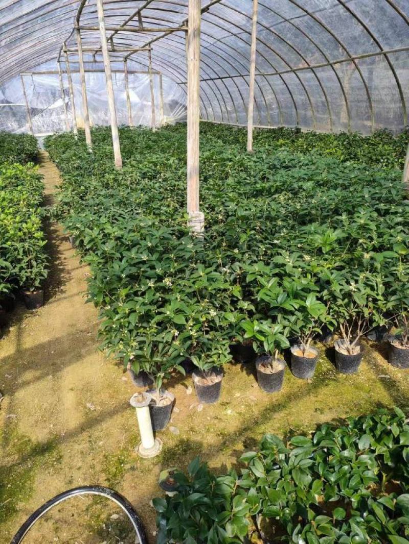 四季桂花基地培育种植直发上新产品了各种规格都有哦