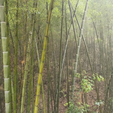 贵州高山楠竹竿