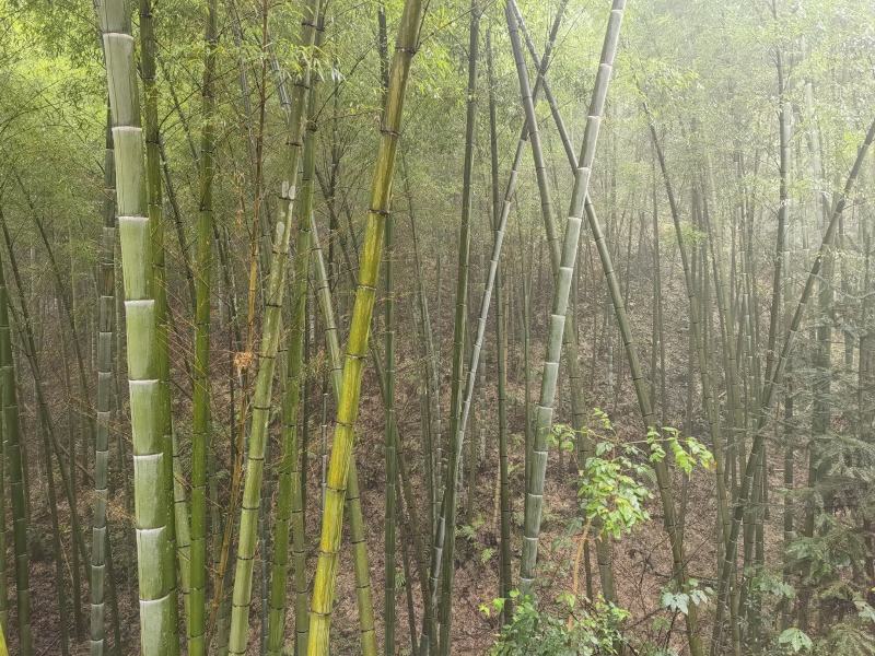 贵州高山楠竹竿