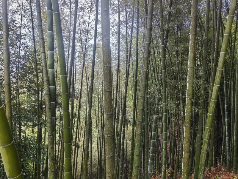 贵州高山楠竹竿