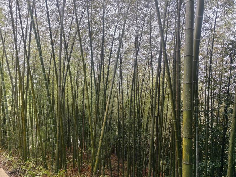 贵州高山楠竹竿