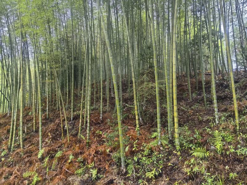 贵州高山楠竹竿