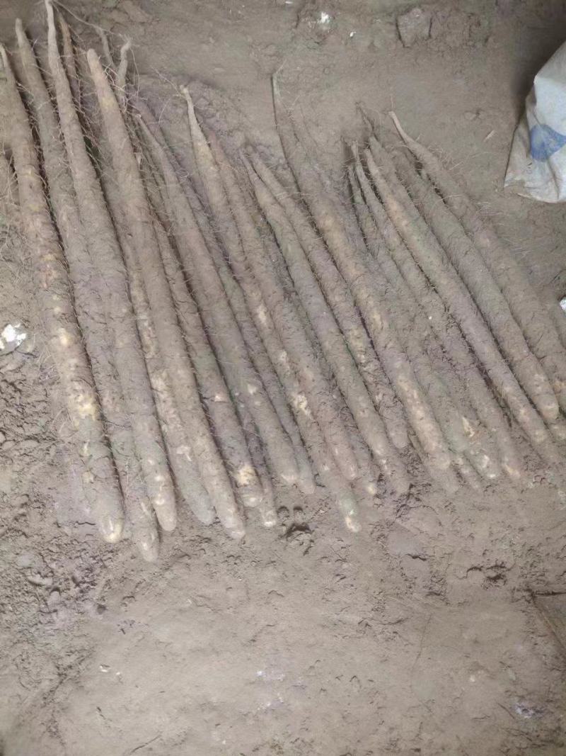 双棒山药