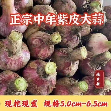 2023年中牟正宗紫皮大蒜对接拼多多，淘宝，天猫，京东