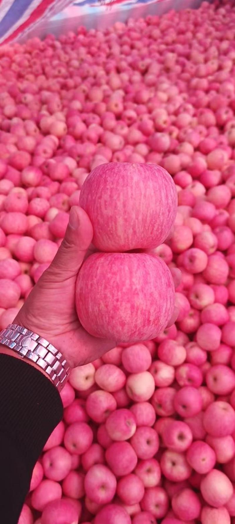 优选红富士苹果大量上市，价格不高，颜色鲜艳，口感甜脆！