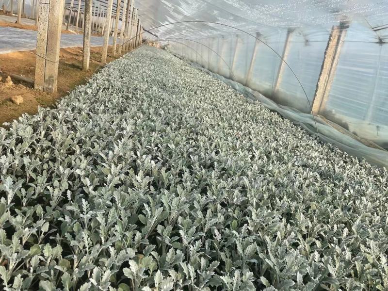 银叶菊银叶菊杯苗大小规格花镜用花花坛花架绿化用花