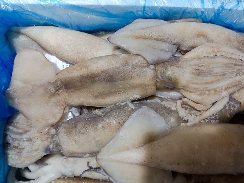 单冻鱿鱼🦑，货源稳定，常年卖货，欢迎大家加入