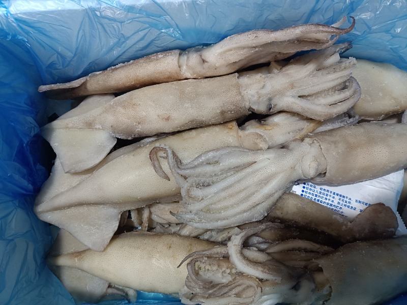 单冻鱿鱼🦑，货源稳定，常年卖货，欢迎大家加入