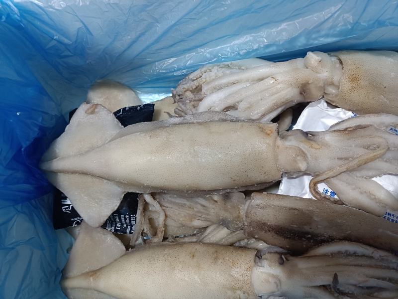 单冻鱿鱼🦑，货源稳定，常年卖货，欢迎大家加入