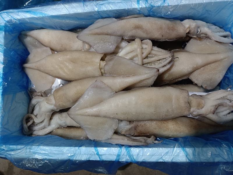 单冻鱿鱼🦑，货源稳定，常年卖货，欢迎大家加入
