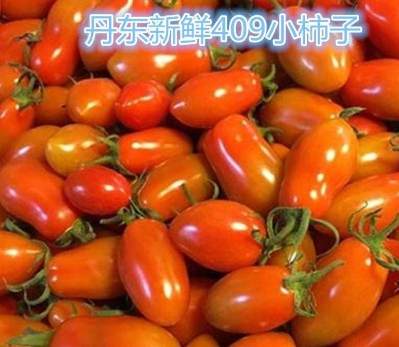 樱桃小番茄苗409小柿子苗黄金圣女果苗圣女果苗免技术指导