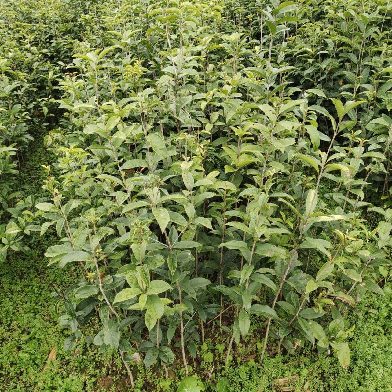 金桂树苗八月桂花苗产地发货，价格公道，包邮