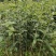 金桂树苗八月桂花苗产地发货，价格公道，包邮