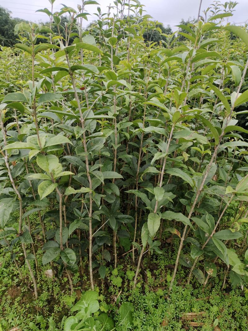 金桂树苗八月桂花苗产地发货，价格公道，包邮