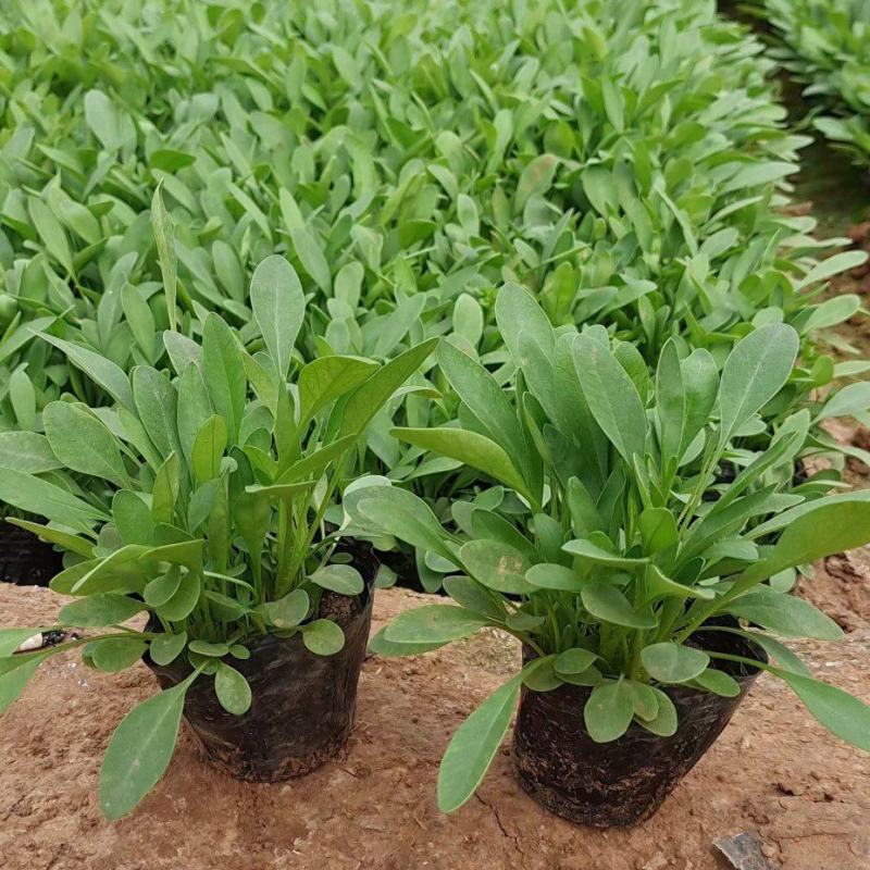 爆盆金鸡菊撒种多芽金鸡菊根系好成活率高绿化用苗