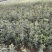 金桂树苗八月桂花苗产地发货，价格公道，包邮