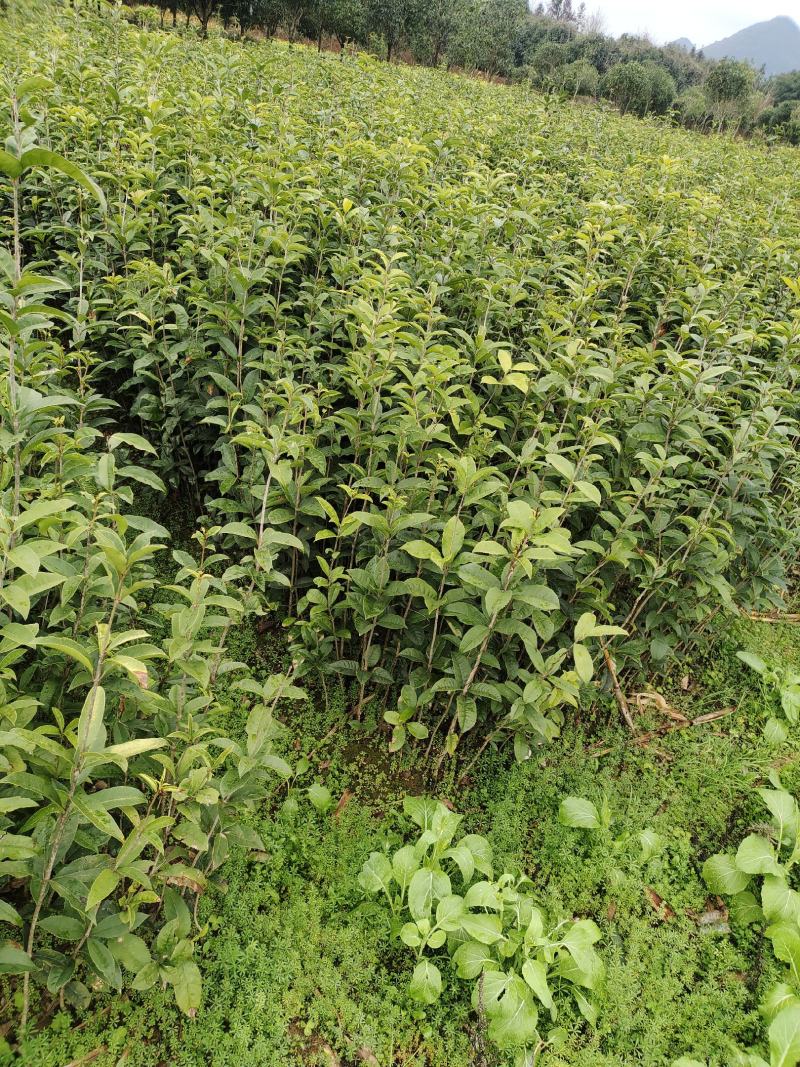 金桂树苗八月桂花苗产地发货，价格公道，包邮