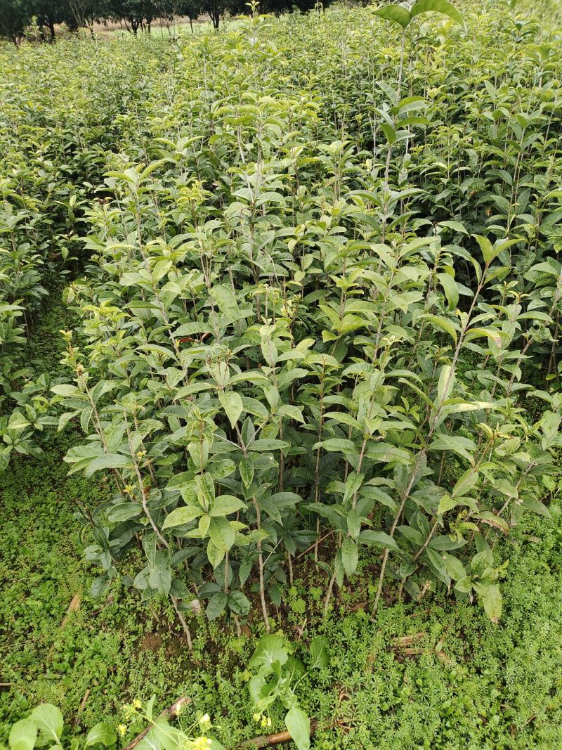 金桂树苗八月桂花苗产地发货，价格公道，包邮