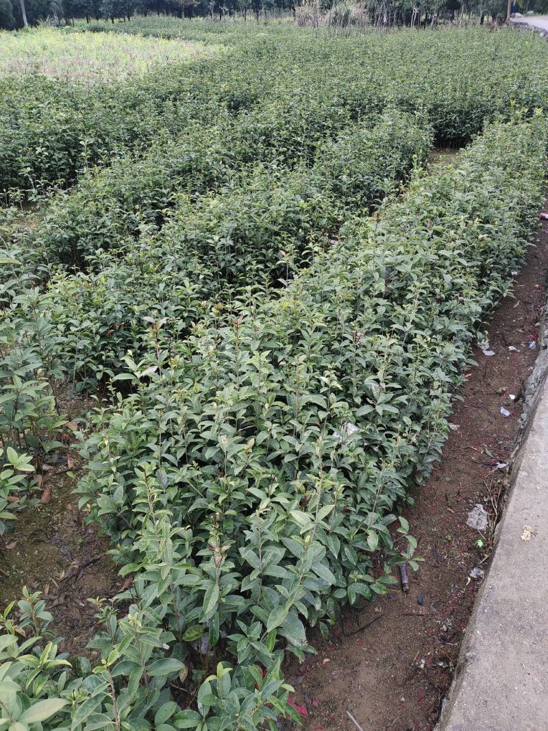金桂树苗八月桂花苗产地发货，价格公道，包邮