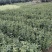 金桂树苗八月桂花苗产地发货，价格公道，包邮