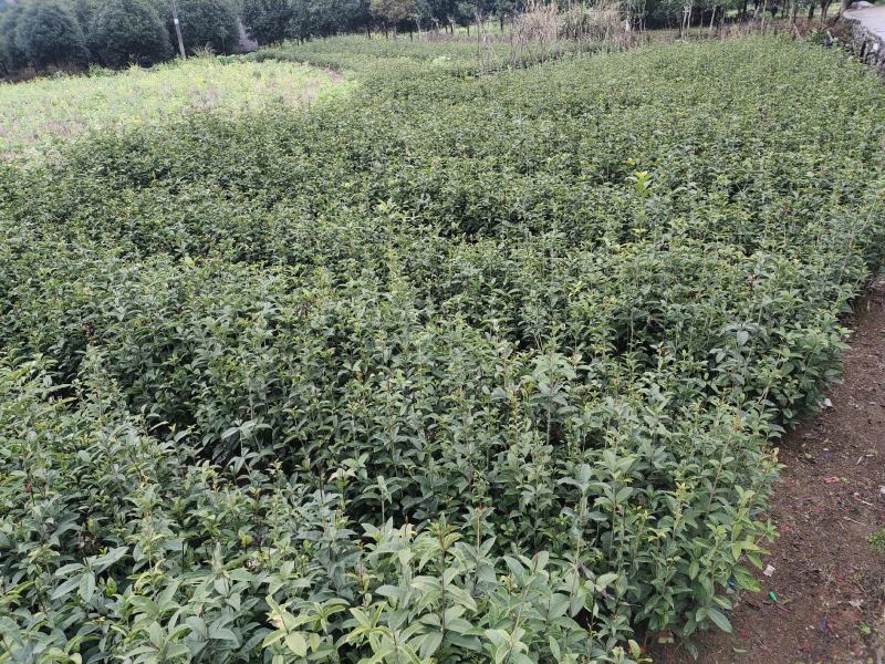 金桂树苗八月桂花苗产地发货，价格公道，包邮