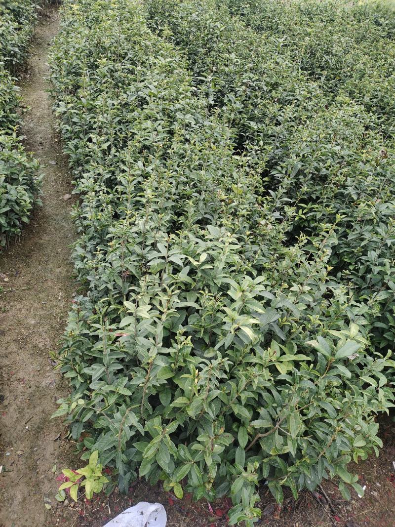 金桂树苗八月桂花苗产地发货，价格公道，包邮