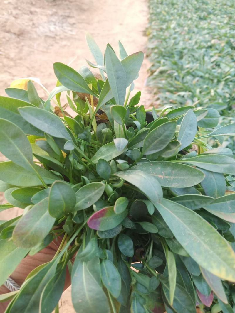 爆盆金鸡菊撒种多芽金鸡菊根系好成活率高绿化用苗