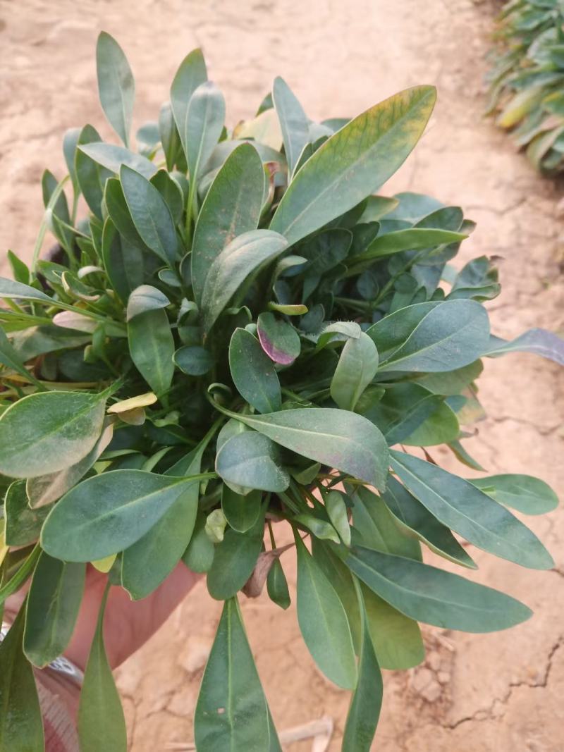 爆盆金鸡菊撒种多芽金鸡菊根系好成活率高绿化用苗