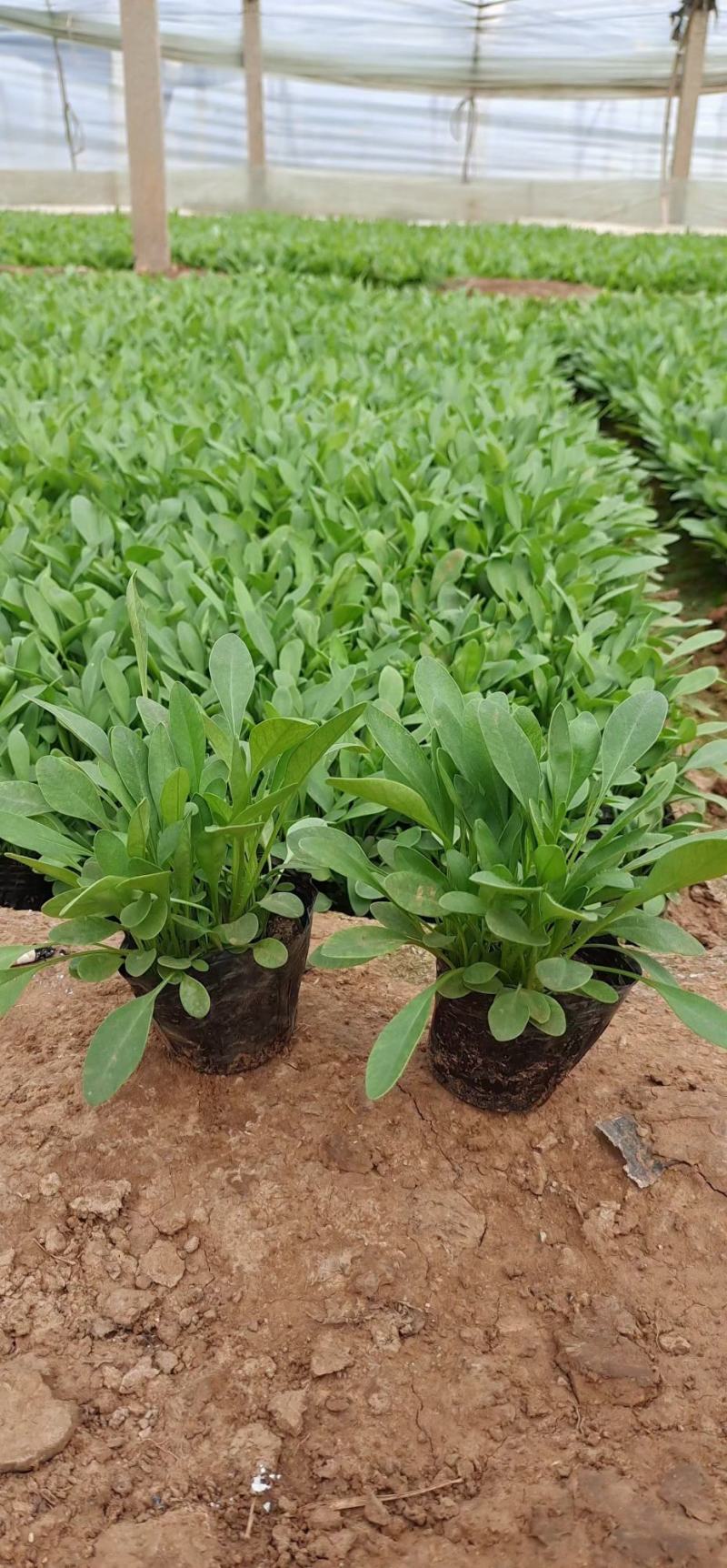 爆盆金鸡菊撒种多芽金鸡菊根系好成活率高绿化用苗