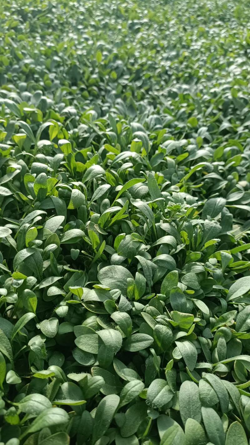 爆盆金鸡菊撒种多芽金鸡菊根系好成活率高绿化用苗