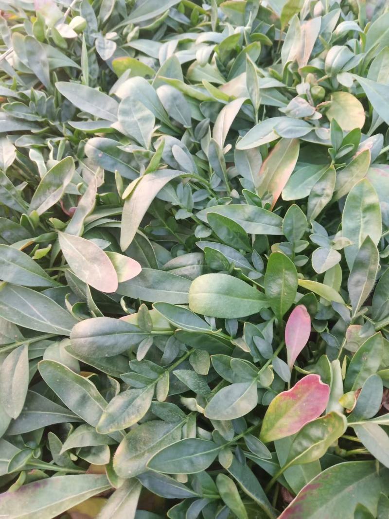 爆盆金鸡菊撒种多芽金鸡菊根系好成活率高绿化用苗