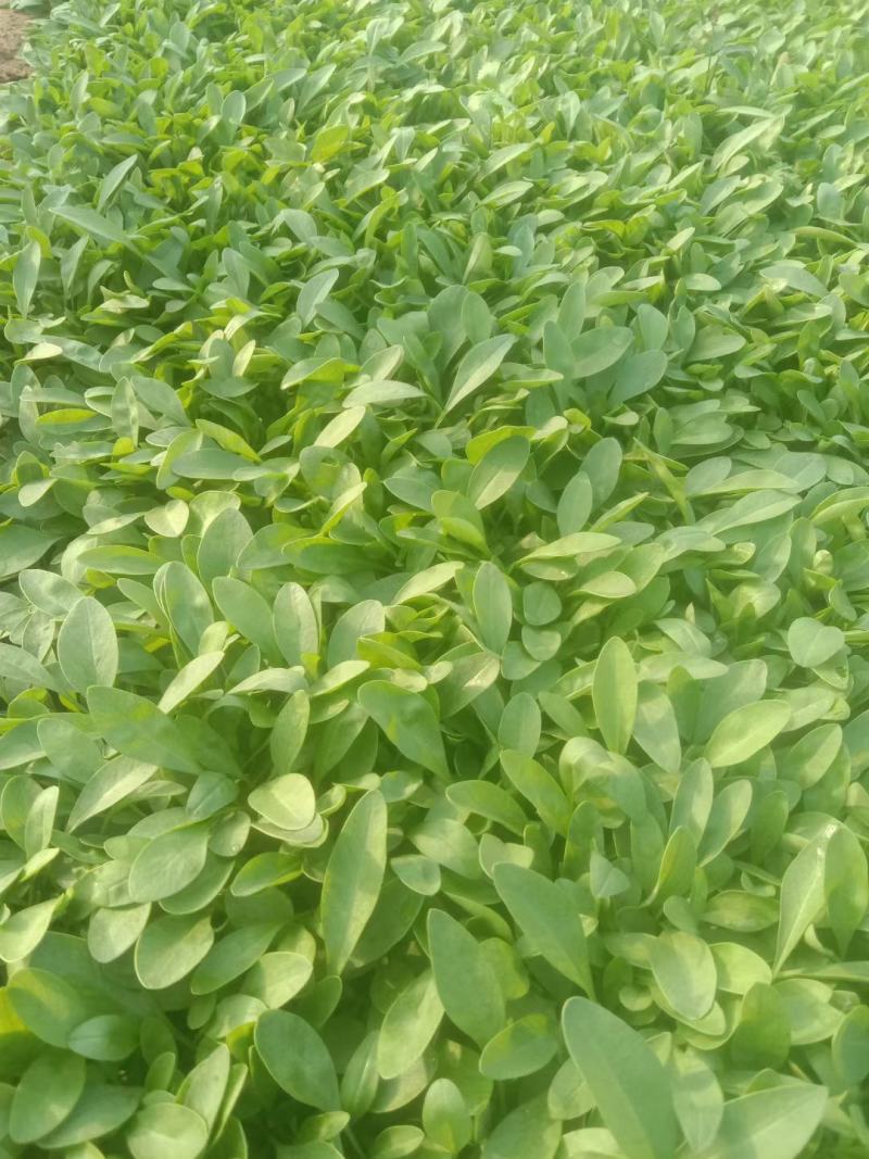 爆盆金鸡菊撒种多芽金鸡菊根系好成活率高绿化用苗