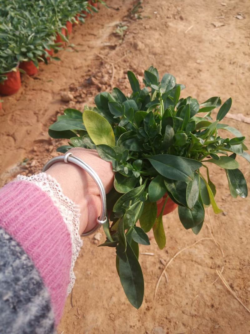 爆盆金鸡菊撒种多芽金鸡菊根系好成活率高绿化用苗