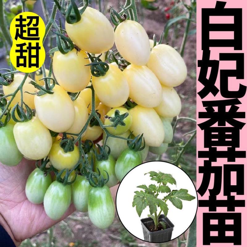 绿妃圣女果苗甜心小番茄苗直播嫁接苗免费技术指导包回收