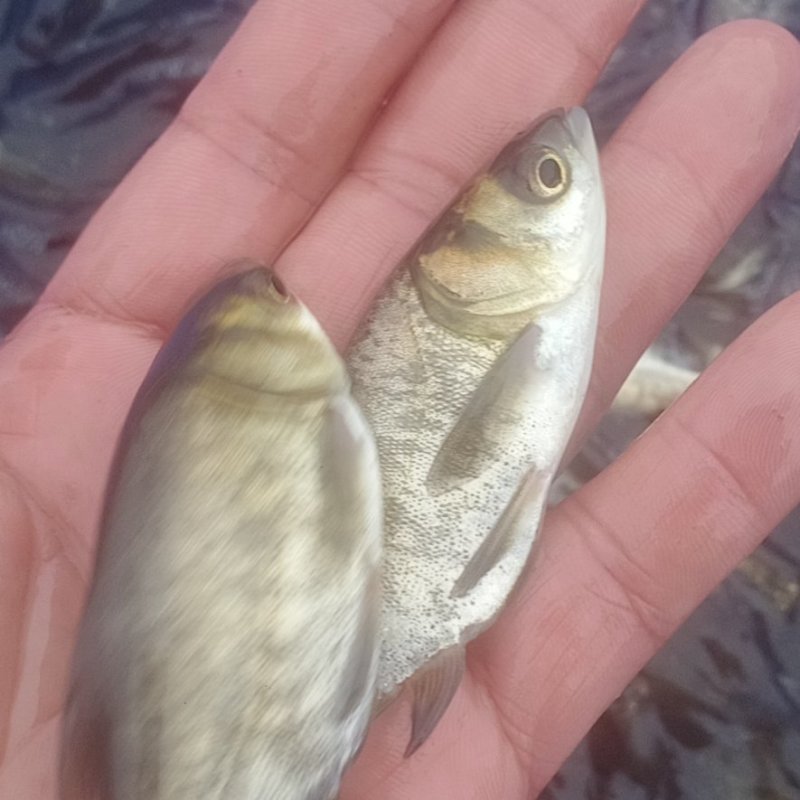 大头鱼苗