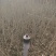 水腊基地大量供应水蜡高30公分-80公分，水蜡小毛球