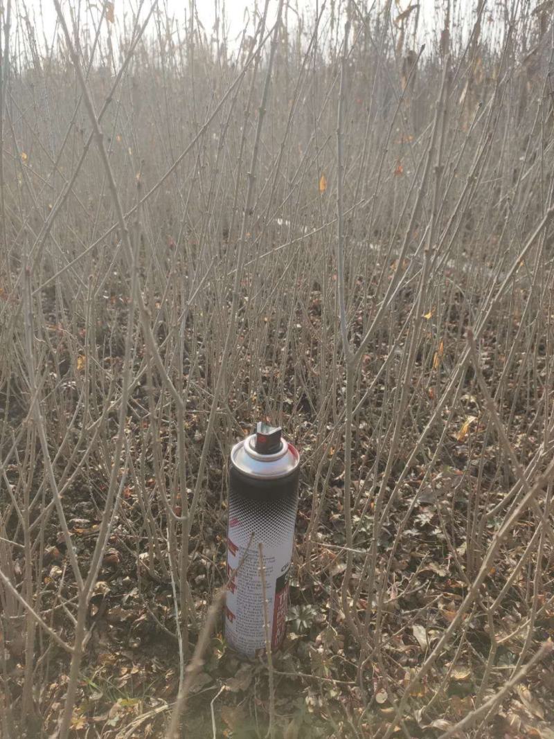 水腊基地大量供应水蜡高30公分-80公分，水蜡小毛球