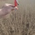 水腊基地大量供应水蜡高30公分-80公分，水蜡小毛球