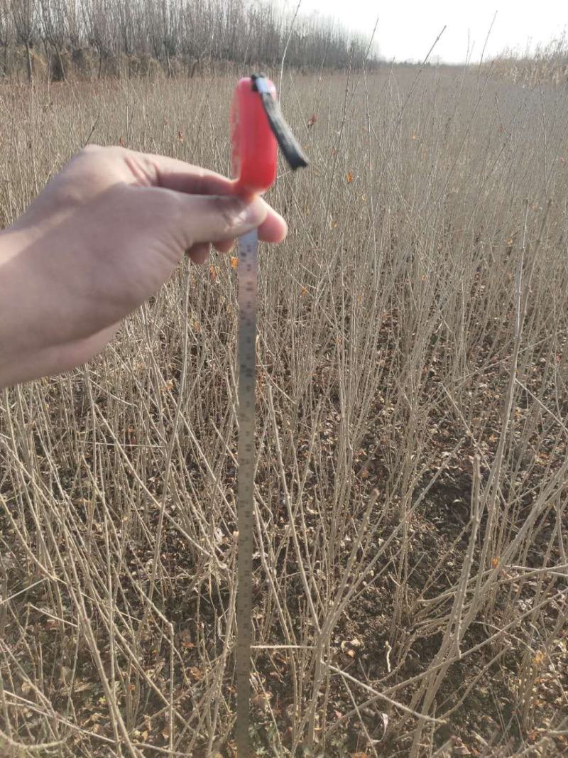 水腊基地大量供应水蜡高30公分-80公分，水蜡小毛球