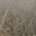水腊基地大量供应水蜡高30公分-80公分，水蜡小毛球