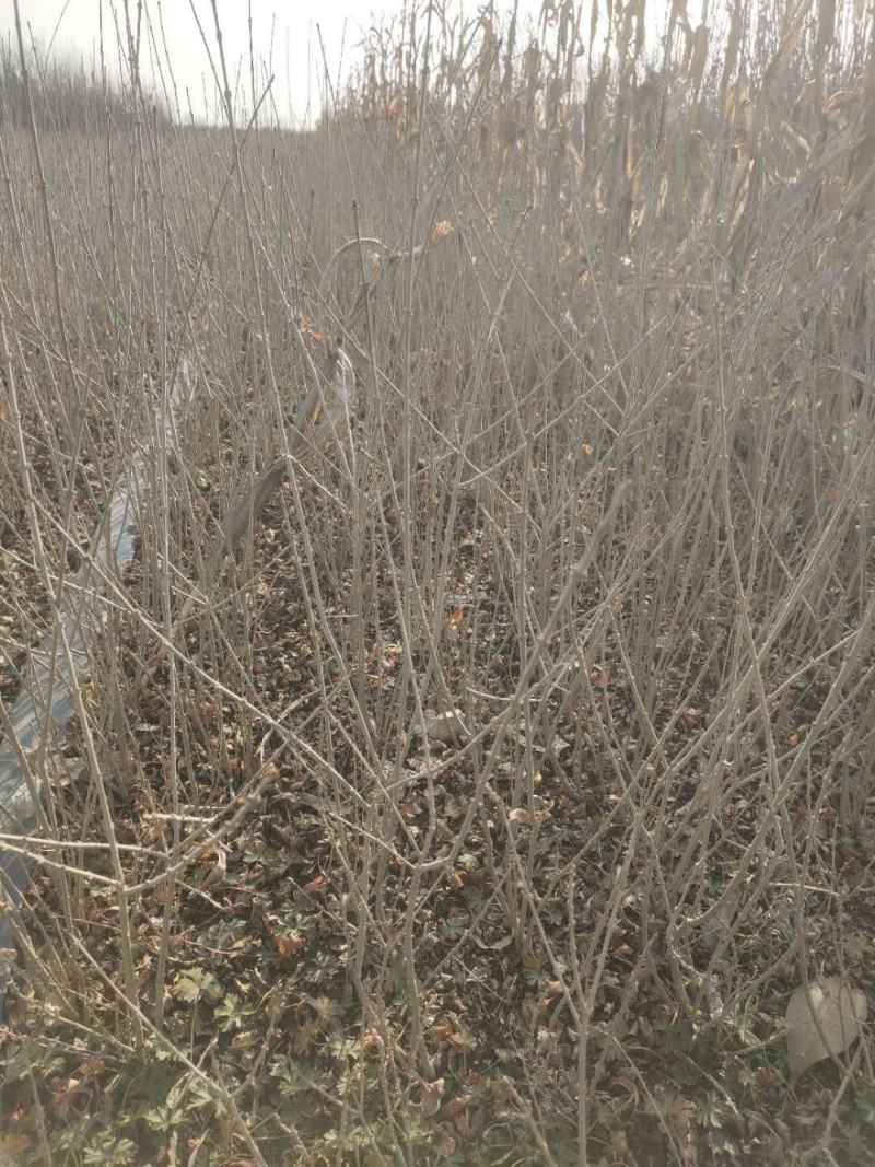 水腊基地大量供应水蜡高30公分-80公分，水蜡小毛球