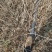 水腊基地大量供应水蜡高30公分-80公分，水蜡小毛球