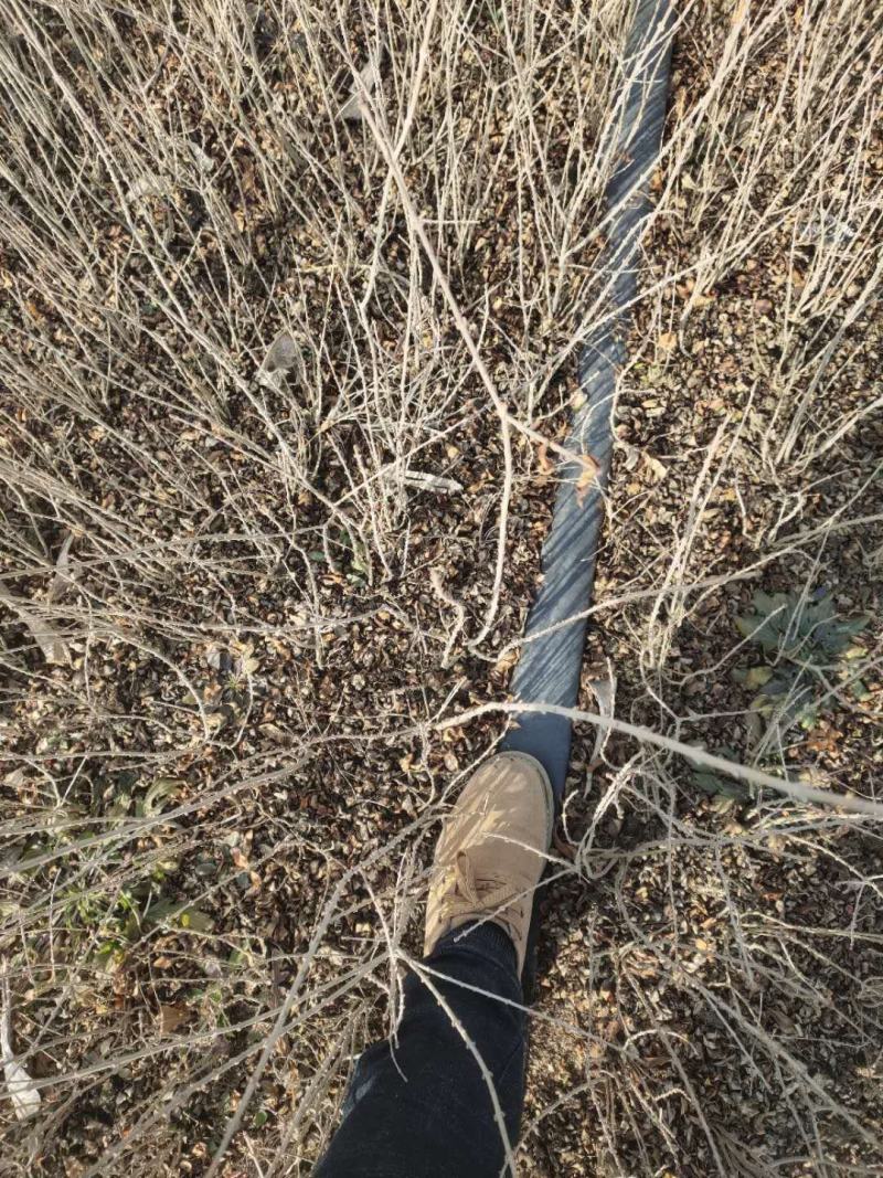 水腊基地大量供应水蜡高30公分-80公分，水蜡小毛球
