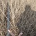 水腊基地大量供应水蜡高30公分-80公分，水蜡小毛球