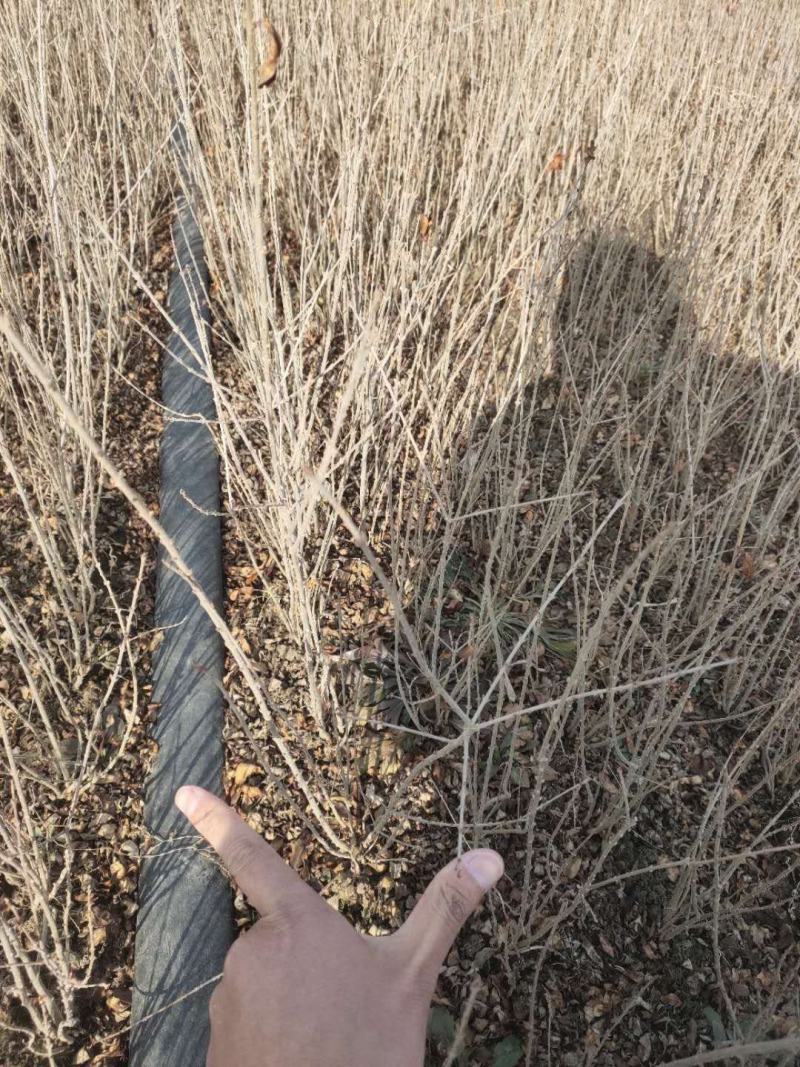 水腊基地大量供应水蜡高30公分-80公分，水蜡小毛球
