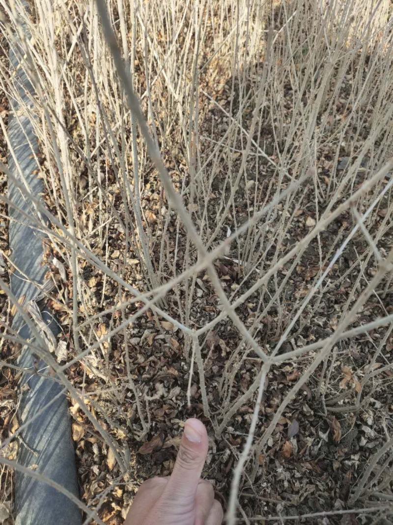 水腊基地大量供应水蜡高30公分-80公分，水蜡小毛球