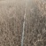 水腊基地大量供应水蜡高30公分-80公分，水蜡小毛球