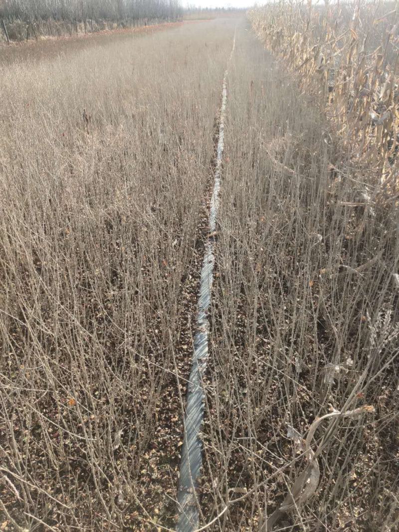 水腊基地大量供应水蜡高30公分-80公分，水蜡小毛球
