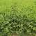 水腊基地大量供应水蜡高30公分-80公分，水蜡小毛球