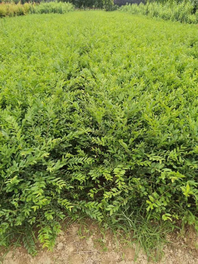 水腊基地大量供应水蜡高30公分-80公分，水蜡小毛球